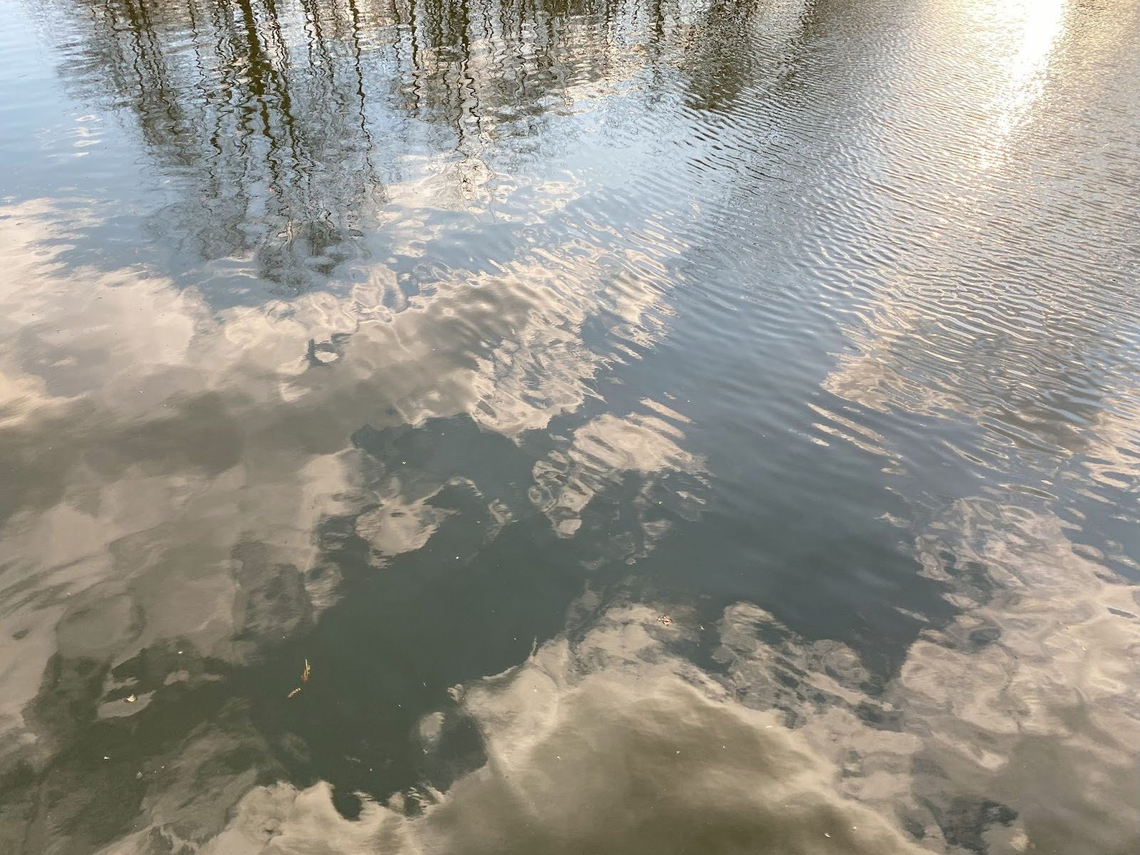 Cloud reflections on the pond at Central Park, New York, 2021. Images courtesy of the artist