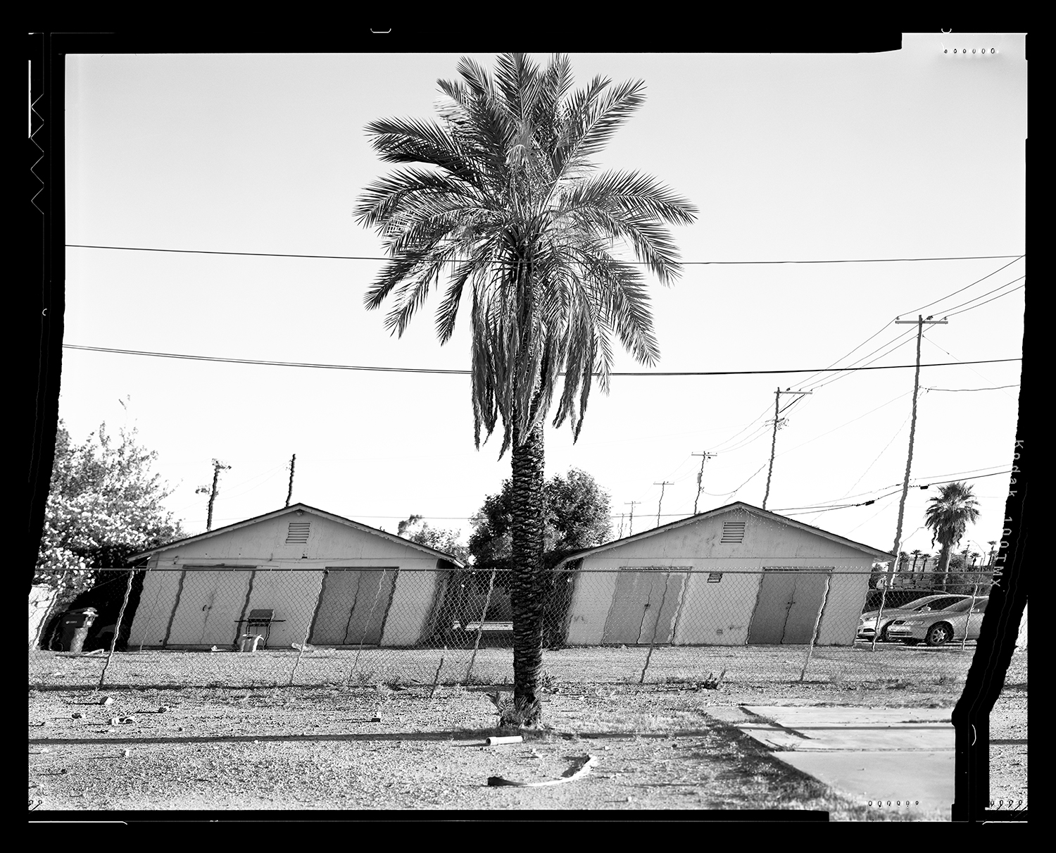 Daniel Temkin, Straightened Trees: Central City Phoenix, 2019